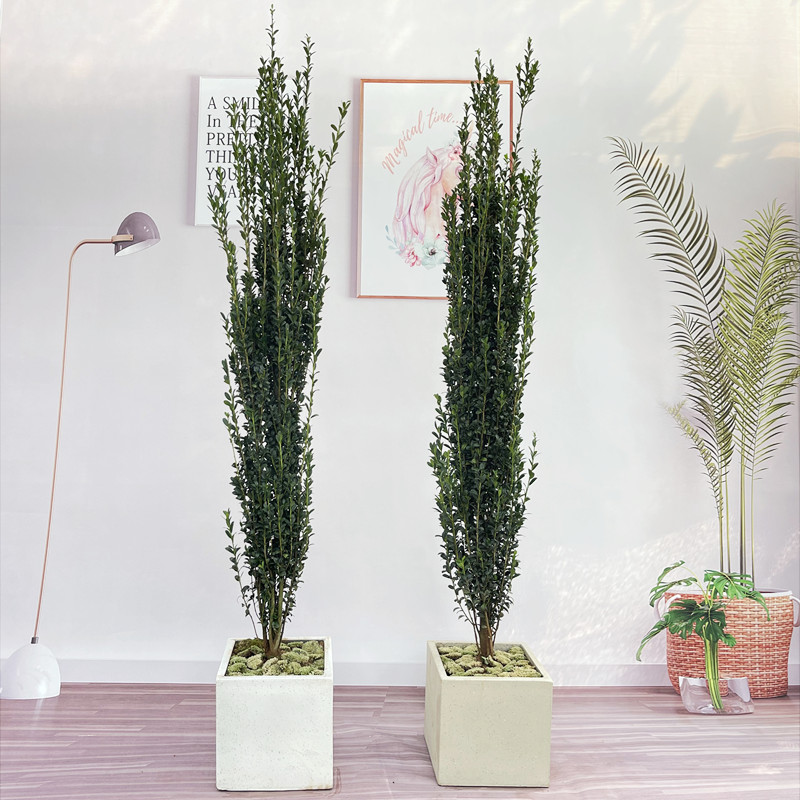 棒棒糖树形球型庭院盆栽植物柠檬亮金女贞木本观叶盆栽