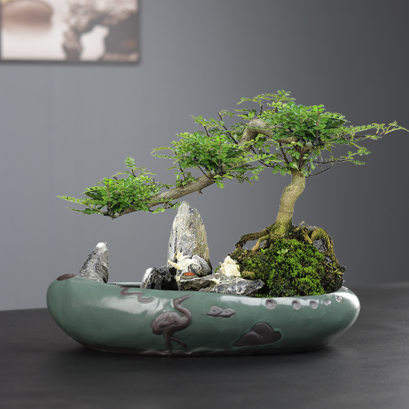 大口径多肉植物拼盘哥窑陶瓷花盆文竹飘枝绿植盆景菖蒲铜钱草盆