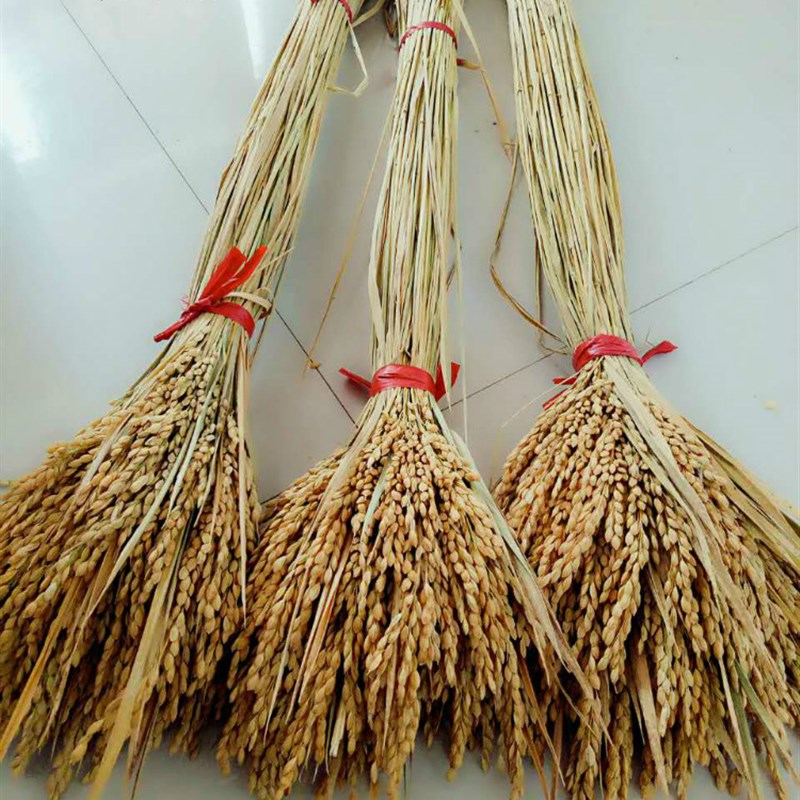天然麦穗稻穗干花水稻丰收稻谷稻子装饰会展布置拍摄道具田园植物