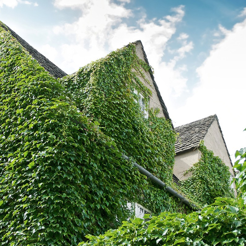 小叶三叶爬山虎爬墙爬山虎苗光滑墙面爬山虎苗