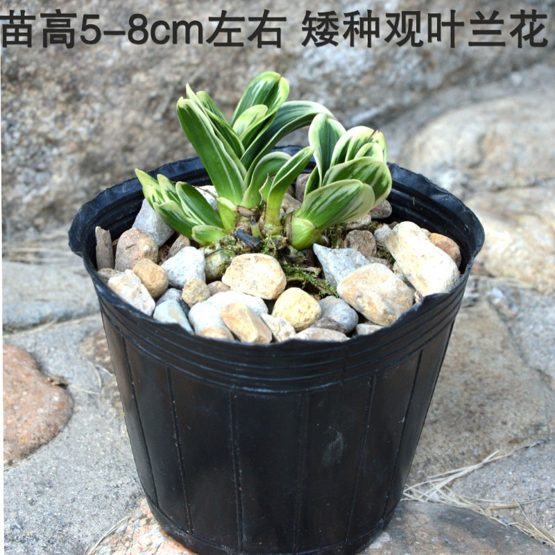 高品质矮种金边叶艺兰花玲珑冠不带花苞室内绿植盆栽观花植物室内