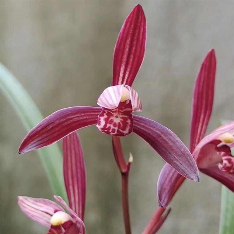 【墨宝】建兰四季兰色花传统品种名贵兰花兰草铭品盆栽花卉绿植