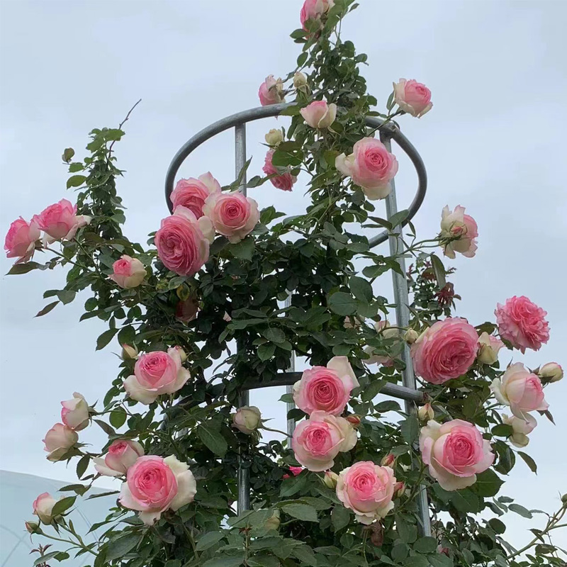 粉色龙沙宝石藤本月季大花浓香爬藤蔷薇花苗四季庭院爬墙拱门粉龙
