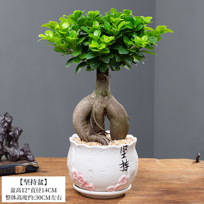 人参榕盆栽绿植提根老桩摇钱树发财树造型小叶榕树盆景植物金钱榕