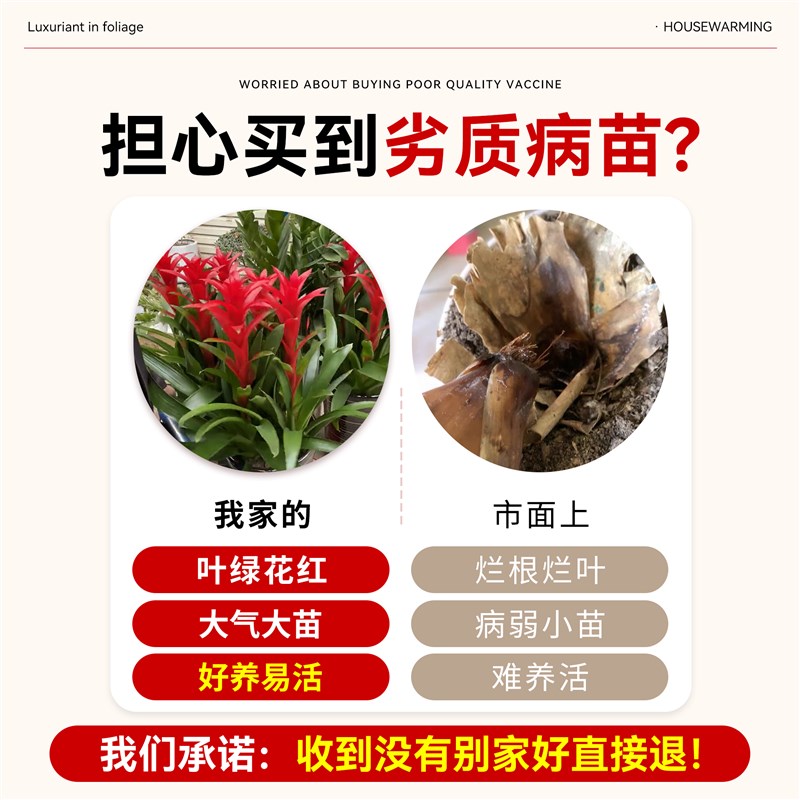 鸿运当头盆栽带花卉苗客厅室内大型绿植物凤梨红运当头大盆景真花