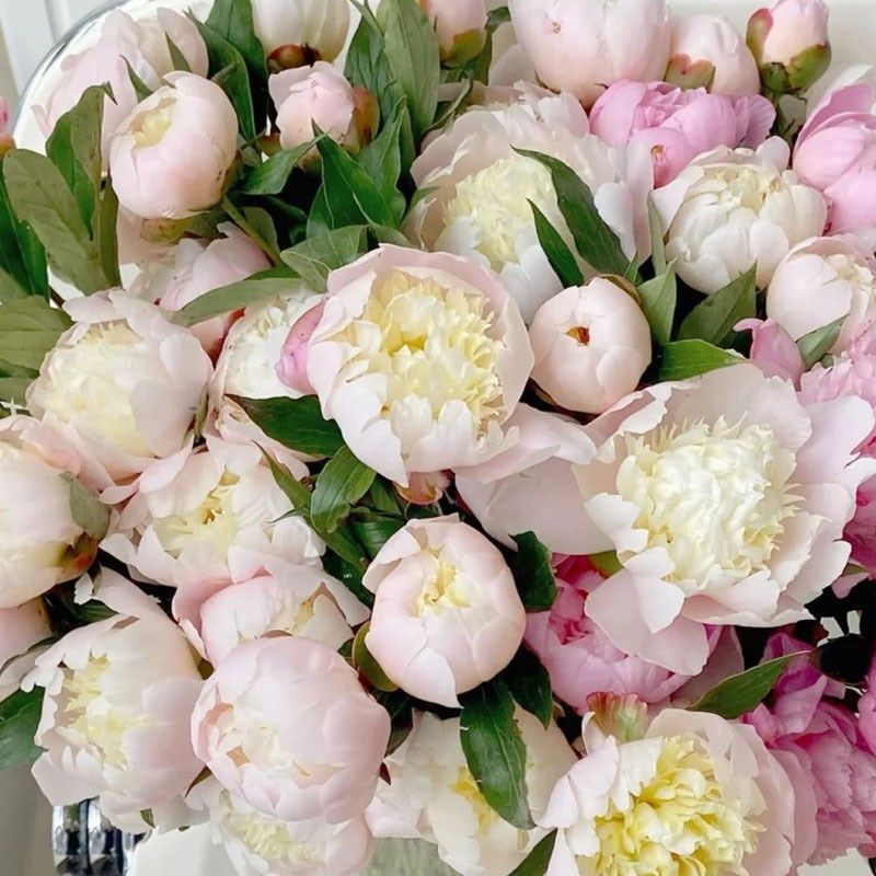 四月芍药鲜花蓝梦重瓣小芍药凤羽落金池鲜花花瓶酒店花艺花瓶插花,鲜花速递/花卉仿真/绿植园艺,花材,淘宝优惠券,粉丝福利购,淘宝优惠卷