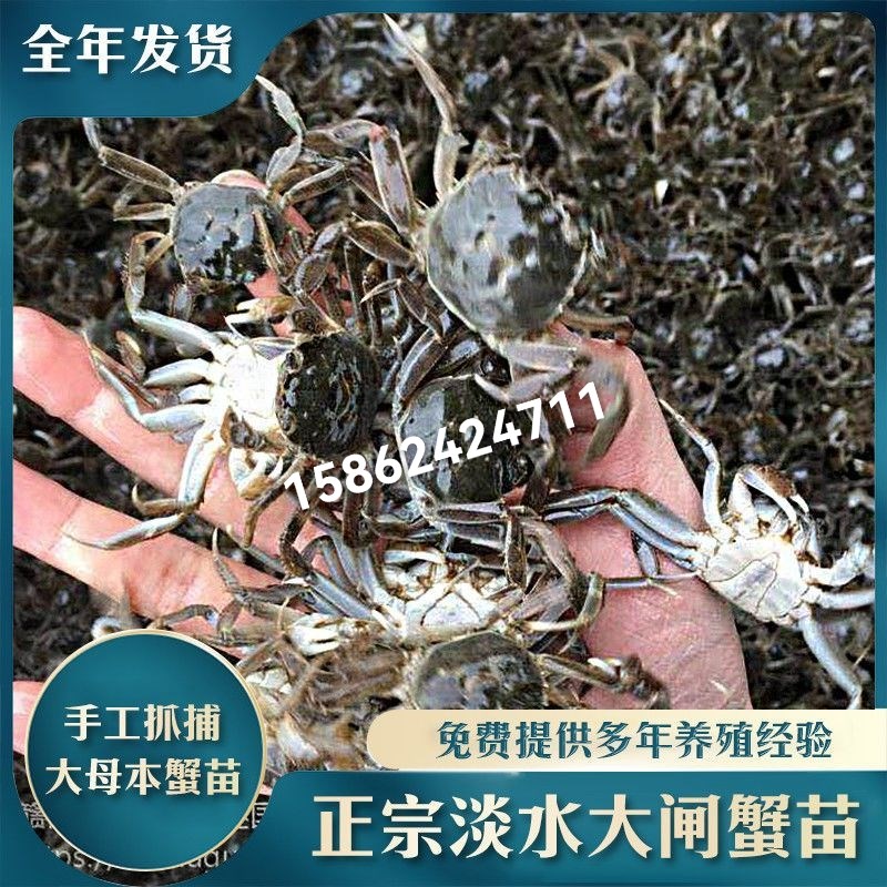 蟹苗螃蟹苗河蟹j苗大闸蟹苗毛蟹苗淡水养殖稻田幼苗六月黄苗子鲜