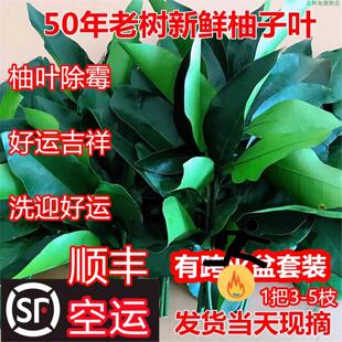 柚子柚子盆新鲜拘留所叶现空运摘碌沐浴柚叶老树顺丰带枝叶出狱
