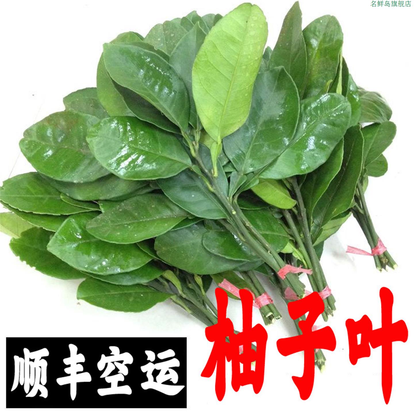 新鲜文旦柚柚叶带枝柚子叶粑现摘粑柚子专用包邮洗澡取迎好运