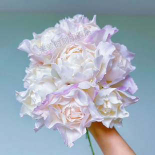 河本天宫公主月季 盆栽阳台玫瑰花庭院花勤花蔷薇植物 花苗大花多季