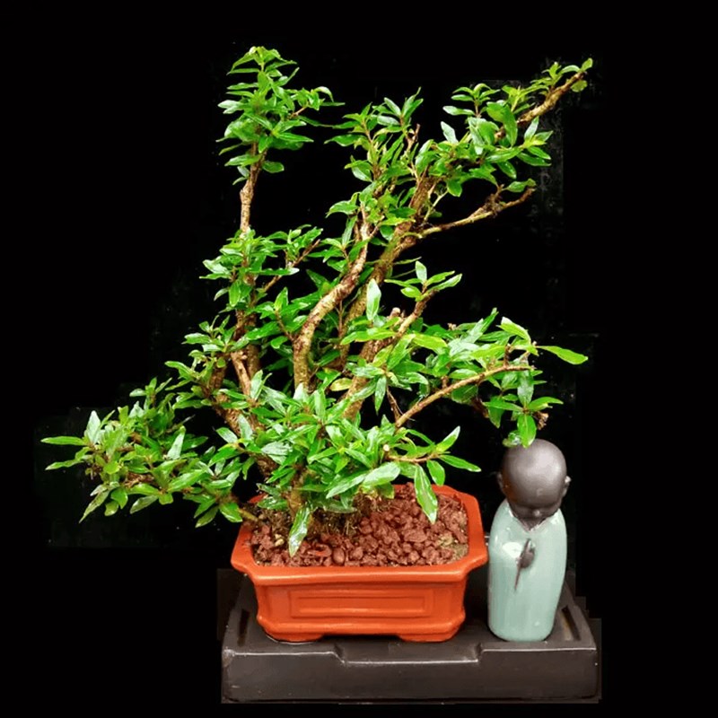 水杨梅盆景开花结果