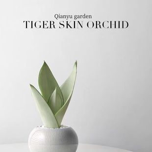 虎皮白玉室内绿植盆栽净化空气客厅桌面花卉防辐射办公室好养植物