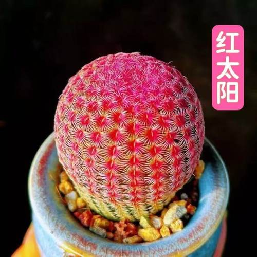 红太阳 多肉植物开花仙人球四季养实生仙人掌办公桌室内阳台盆栽