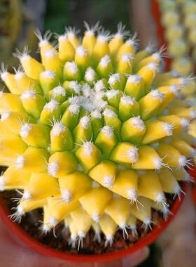 稀有无刺仙人球迎春锦自然锦开花仙球 易养开花美观超萌