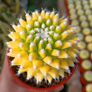 稀有无刺仙人球迎春锦自然锦开花仙球 易养开花美观超萌