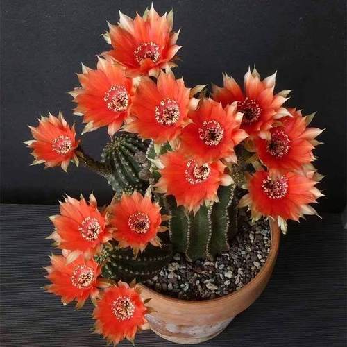 黑金刚仙人球开大花室内多肉盆栽仙人球办公室防辐射桌面绿植盆栽