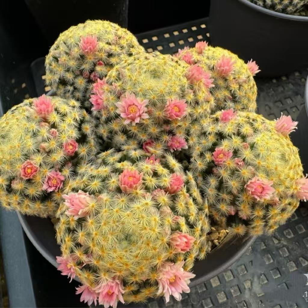 爆花明星实生仙人球 创意开花多肉植物 室内阳台小盆栽大颗群生