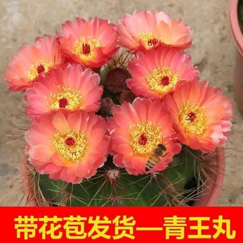 红黄花青王丸开花仙人球实生花卉
