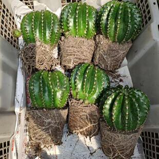 开花仙人球群生浓桃筋实生彩草仙人球新款阳台多肉植物仙人掌盆栽