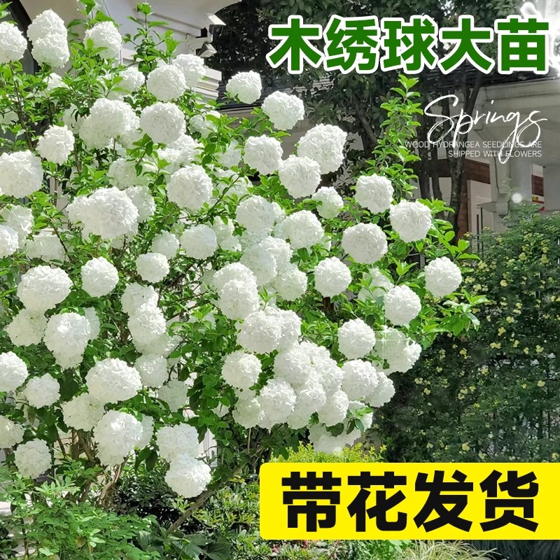 中华木绣球树苗欧洲斗球木本风景树大花绣球花苗庭院地栽花卉盆栽