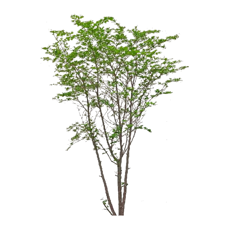 仿真大型绿植装饰假树落地盆栽鸡爪槭枫树室内天井搭配侘寂风植物