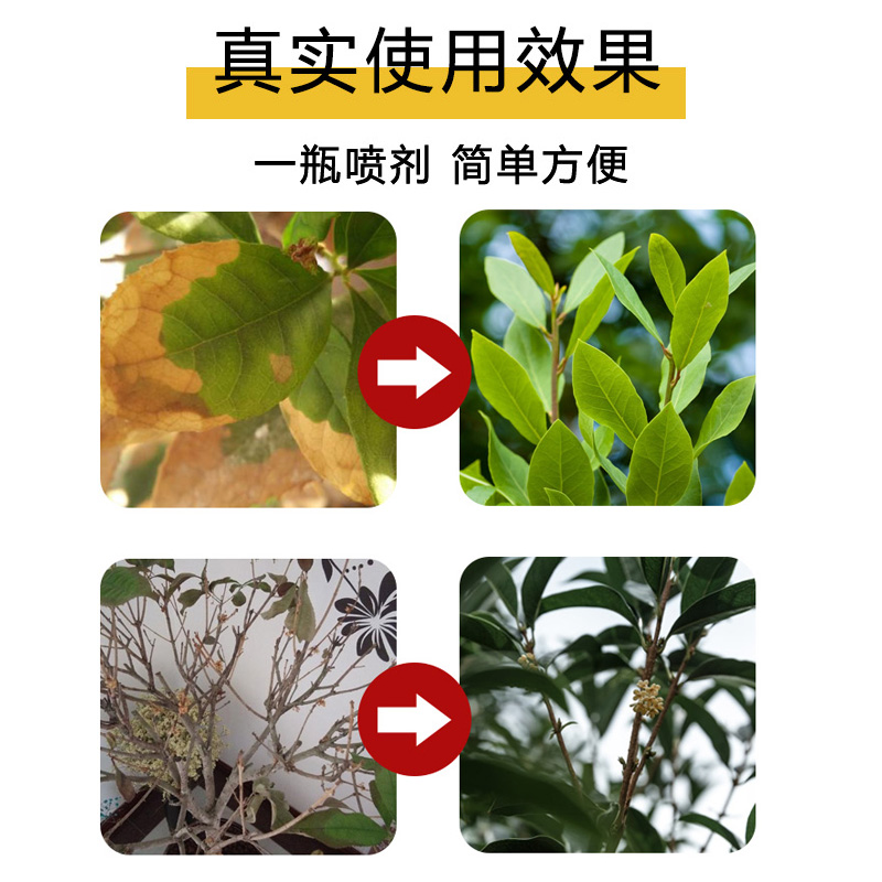 桂花树专用肥料黄叶焦尖叶斑病枯叶病黑斑落叶花卉盆栽通用营养液