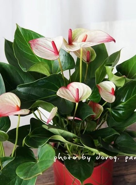 梦幻彩掌水培红掌白掌盆栽一帆风顺花卉植物室内好养绿植四季开花