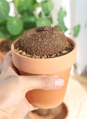 带盆种好红藤山乌龟圆叶盆栽金不换不容桌面客厅庭院水培爬藤迷你