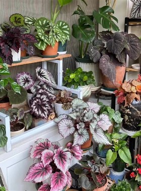 小钢琴秋海棠盆栽竹节类  室内彩叶芋海芋海棠花观叶水培植物热植