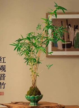 红杆竹红观音竹室内禅书房庭院阳台茶室水培植物绿植观赏竹子盆栽