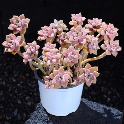 阿伦培多肉植物组合懒人多肉室内超大颗肉肉好养老桩悬崖桩盆栽
