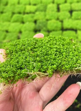 迷你矮珍珠片8*8cm 鱼缸草缸造景懒人水培增氧阴性淡水前中景水草