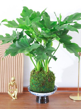 水培植物苔藓球春羽盆景室内耐阴绿植龟背竹净化空气四季好养春雨