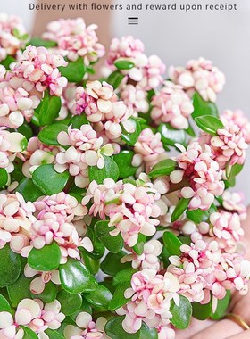 金枝玉叶盆栽老桩盆景水培多肉植物室内外办公桌绿植花卉好养活