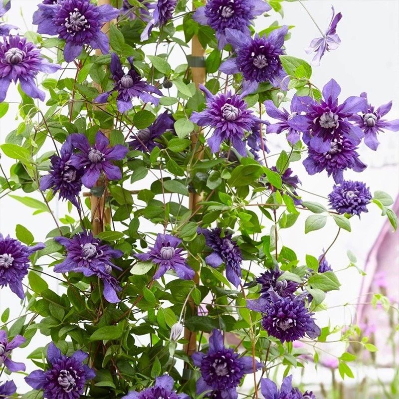 九重铁线莲花苗爬藤植物盆栽阳台庭院可爬墙花卉室内外花园绿植物