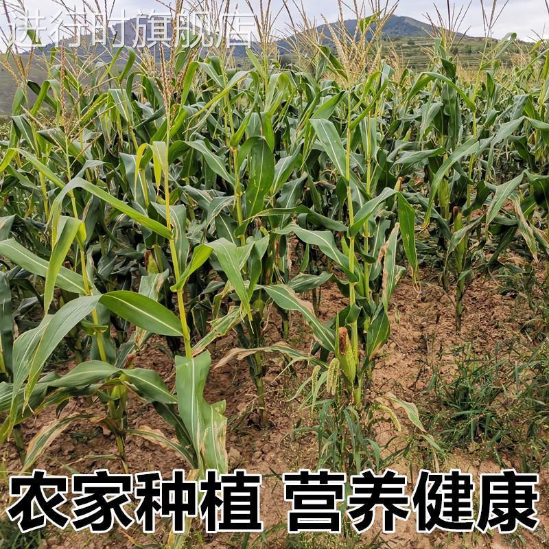 东北玉米碴子小粒2024年农家玉米糁中粒粗大碴子粥五谷杂粮笨碴子