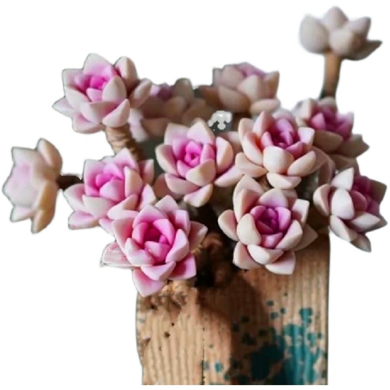 多头粉初恋大盆多肉植物稀有品种办公室桌面美观防辐射盆栽绿植花