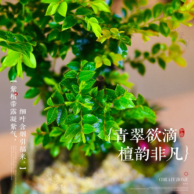 紫檀盆栽小叶客厅桌面绿植黑骨茶室内书房好养活植物中式茶桌盆景