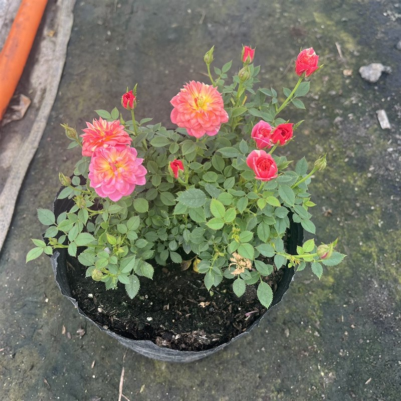 躲躲藏藏月季捉迷藏盆栽微型阳台月季多季开小花迷你月季花苗玫瑰