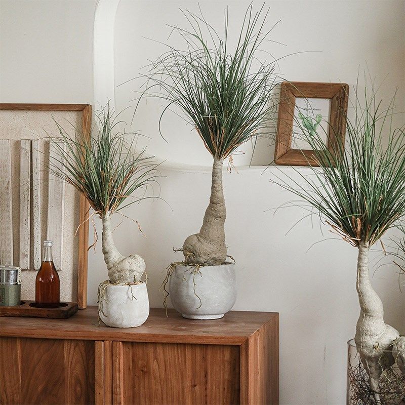 仿真树高级感假绿植造景客厅室内盆景侘寂风桌面装饰,家居饰品,仿真植物盆景,淘宝优惠券,粉丝福利购,淘宝优惠卷