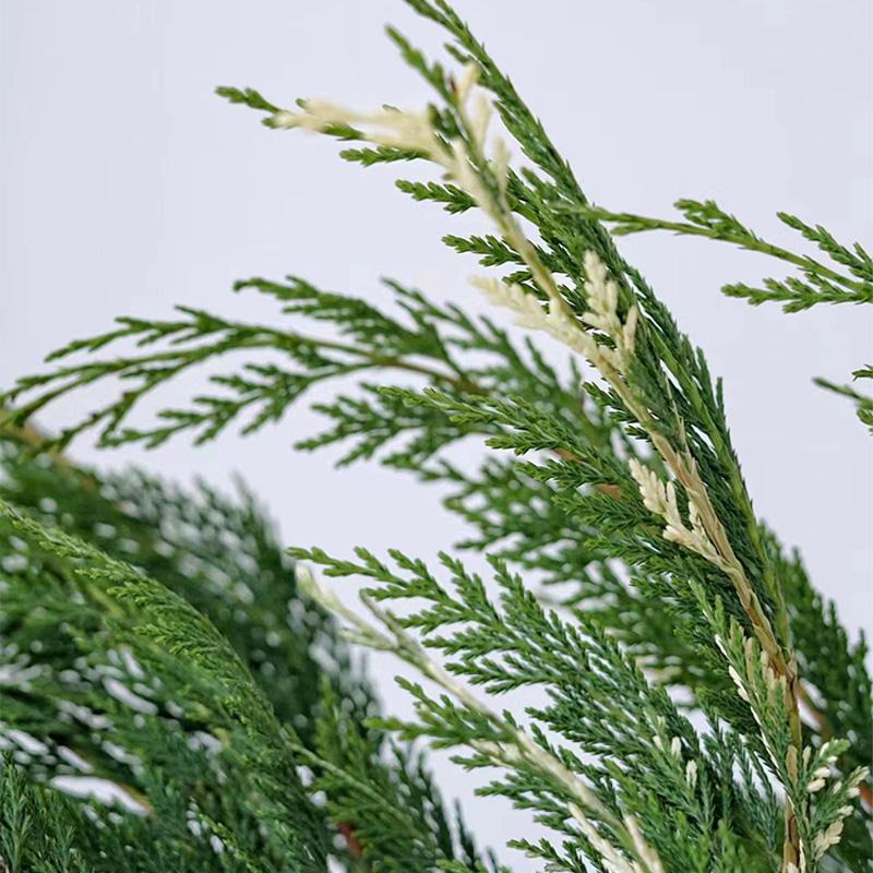 金线柏云南鲜花基地直发鲜切花室内水养新鲜插花色侧柏水培花卉