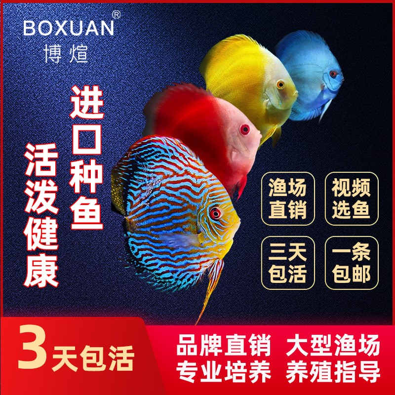 【进口种鱼d】七彩神仙鱼热带鱼观赏鱼淡水鱼宠物鱼燕鱼鸽子神仙