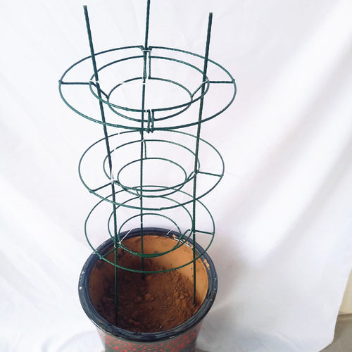 U型欧式飘香藤爬藤花架植物爬藤架包塑圆柱花架盆栽月季玫瑰支架