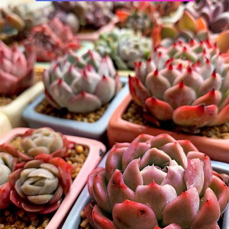 核管家多肉补光灯家用上色全光谱植物生长灯防徒长室内花卉太阳光