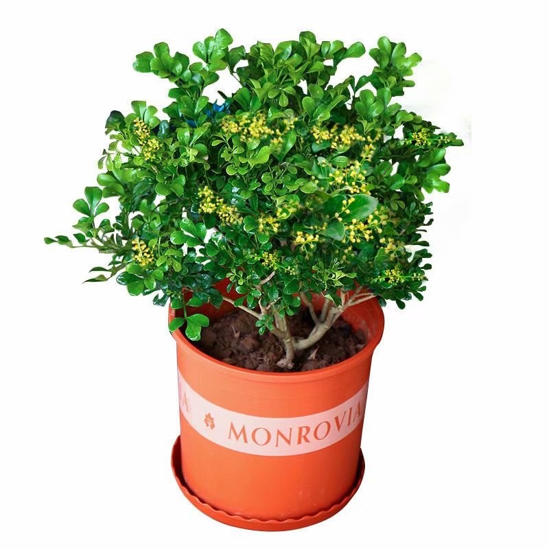 米兰花盆栽花卉植物室内花苗浓香型四季花养绿植客厅净化空气