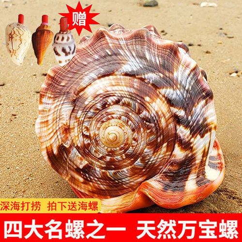 天然海螺壳万宝螺四大名螺招财摆件贝壳工艺品鱼缸造景大海打捞