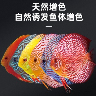 佩尼森七彩神仙鱼专用饲料埃及鱼食燕鱼热带鱼增艳小颗粒缓沉鱼粮