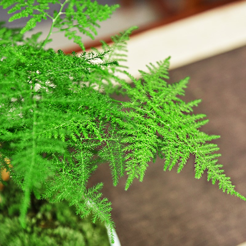 文竹盆栽室内绿植书房茶室中式禅意盆景植物四季常青装饰摆件好养