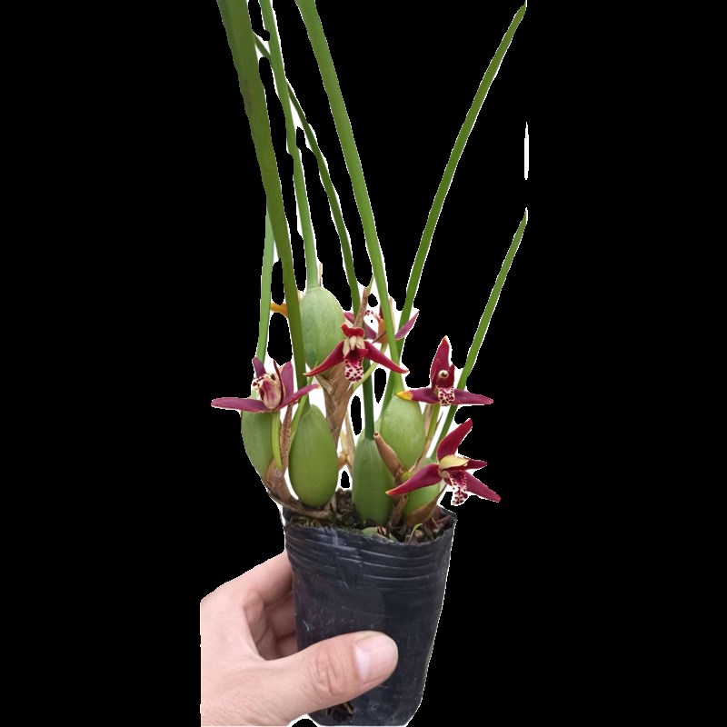 兰花苗咖啡兰盆栽奶香味浓香兰花水培植物室内客厅桌面绿植花卉