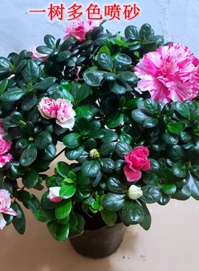 紫色杜鹃花苗绿色光辉盆栽水粉桃雪四季常开喷砂世纪曙光带花苞